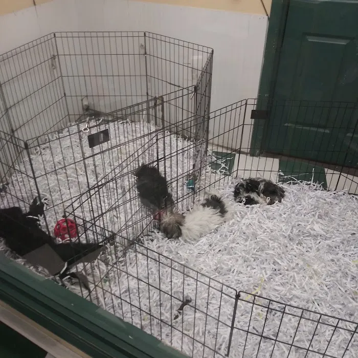 Carousel Pets Inc 9