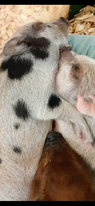 Carousel Pets Inc 8