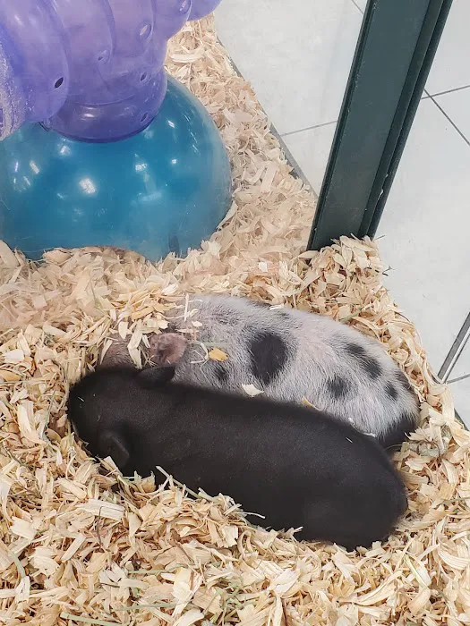 Carousel Pets Inc 6