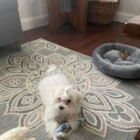 Carousel Pets Inc ico