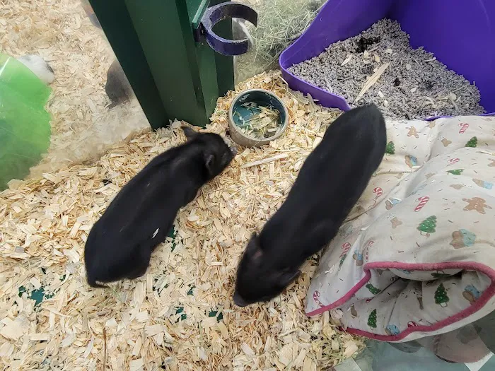 Carousel Pets Inc 10