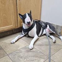 Willowood Acres Veterinary Clinic ico