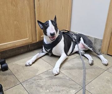 Willowood Acres Veterinary Clinic