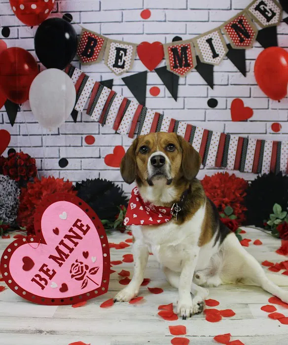 Barkery Tails 7