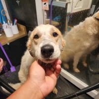 Barkery Tails ico