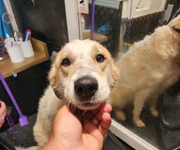 Barkery Tails