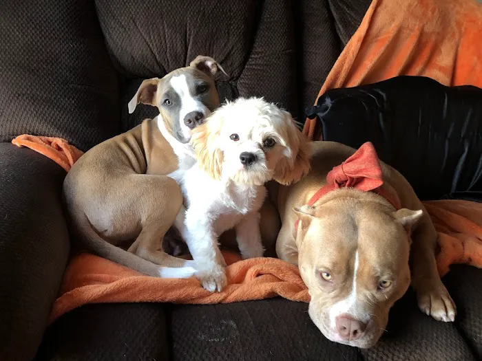 Banfield Pet Hospital 2
