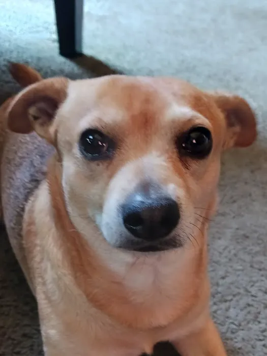 Banfield Pet Hospital 1