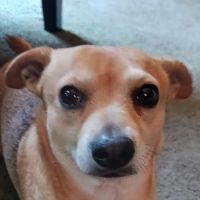 Banfield Pet Hospital ico