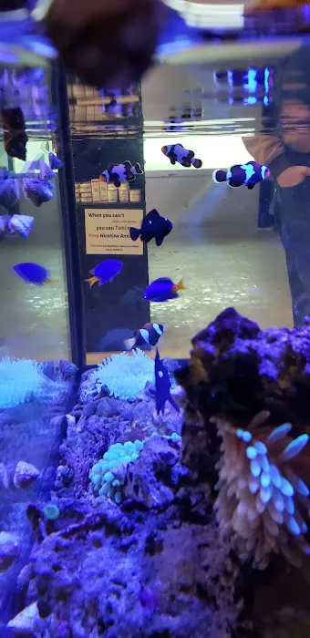 The Coral Reef 4