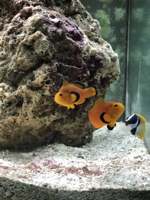 The Coral Reef 8