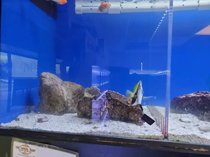 The Coral Reef 1