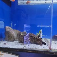 The Coral Reef ico