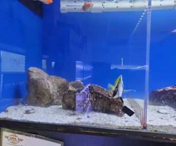 The Coral Reef