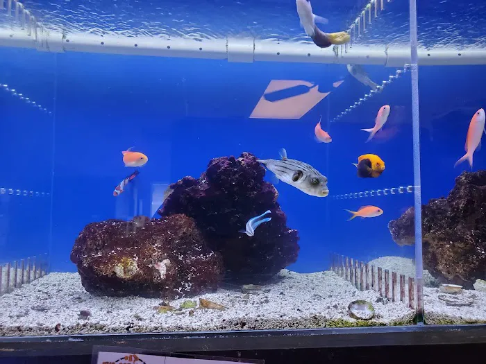 The Coral Reef 3