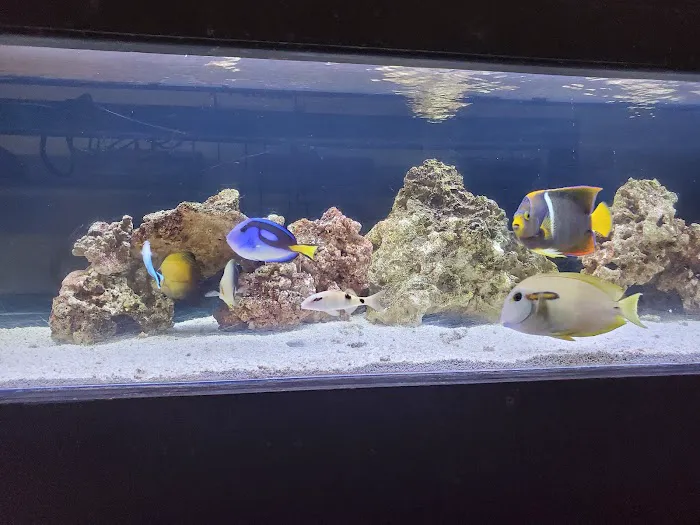The Coral Reef 5
