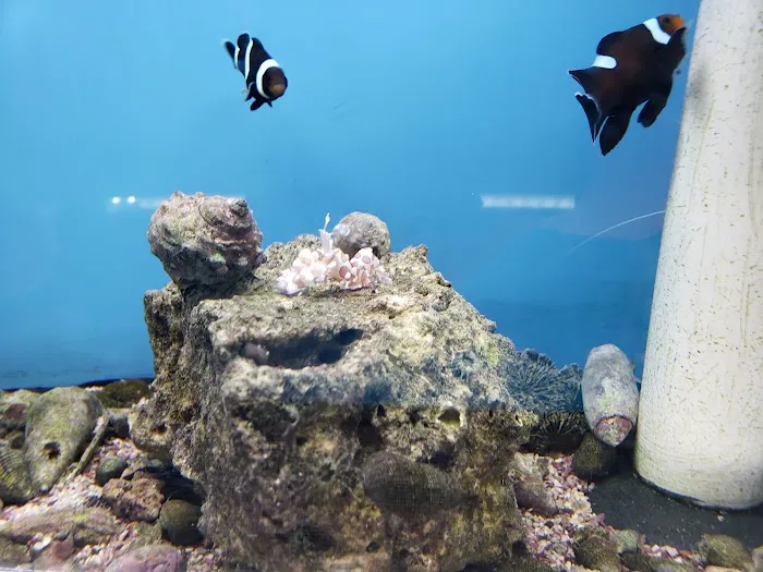 The Coral Reef 2