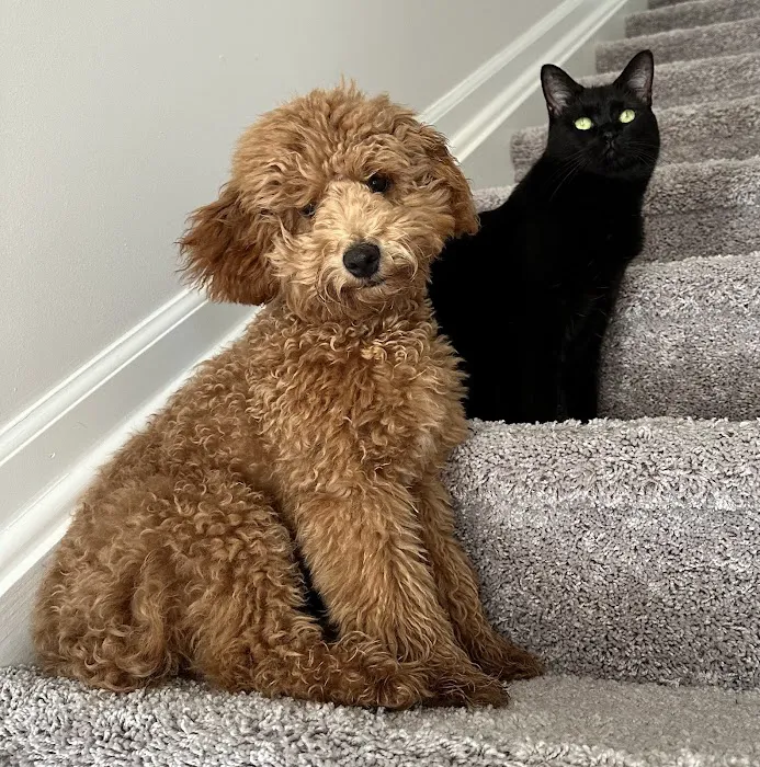 VetSelect Animal Hospital of Novi 7