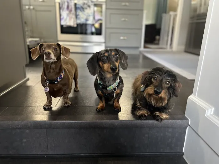 VetSelect Animal Hospital of Novi 5