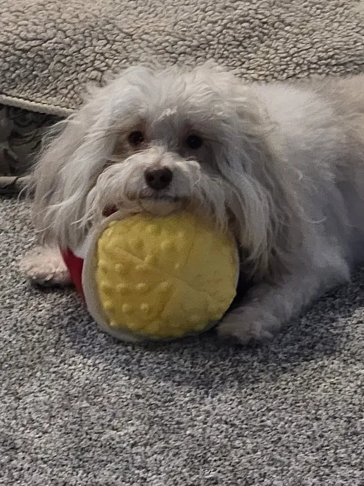 VetSelect Animal Hospital of Novi 1