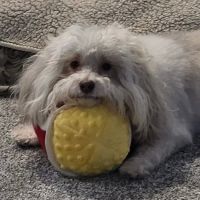 VetSelect Animal Hospital of Novi ico