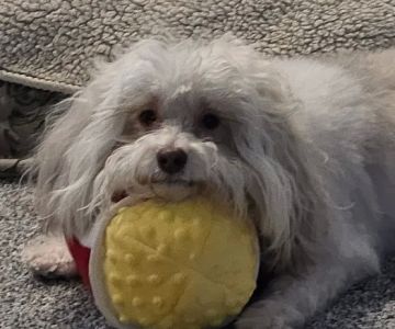 VetSelect Animal Hospital of Novi