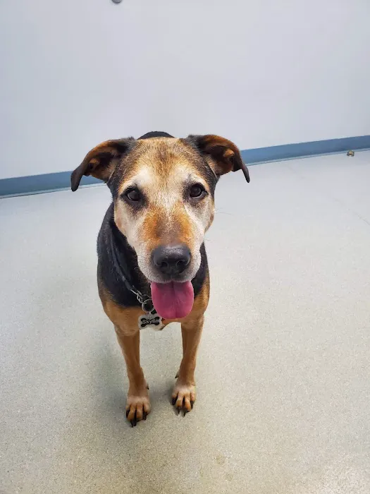 VetSelect Animal Hospital of Novi 8