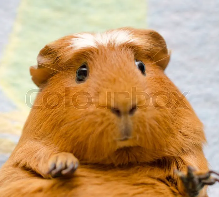 Critter Connection 3