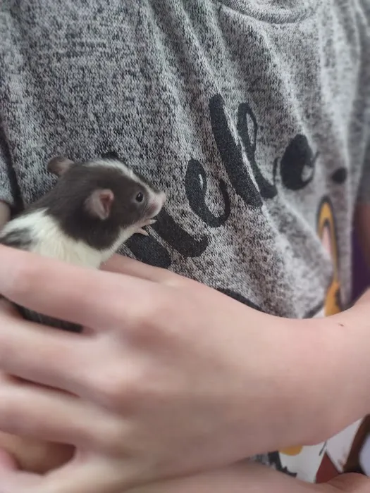 Critter Connection 2