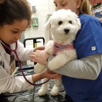 VIP Petcare ico