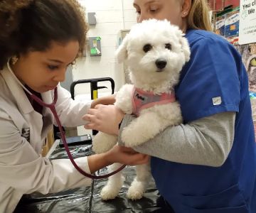 VIP Petcare