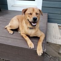 Novi Veterinary Clinic ico