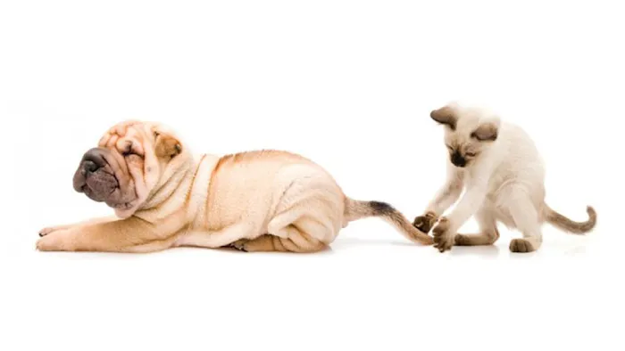 Novi Veterinary Clinic 9