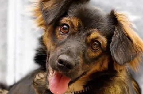 Novi Veterinary Clinic 10