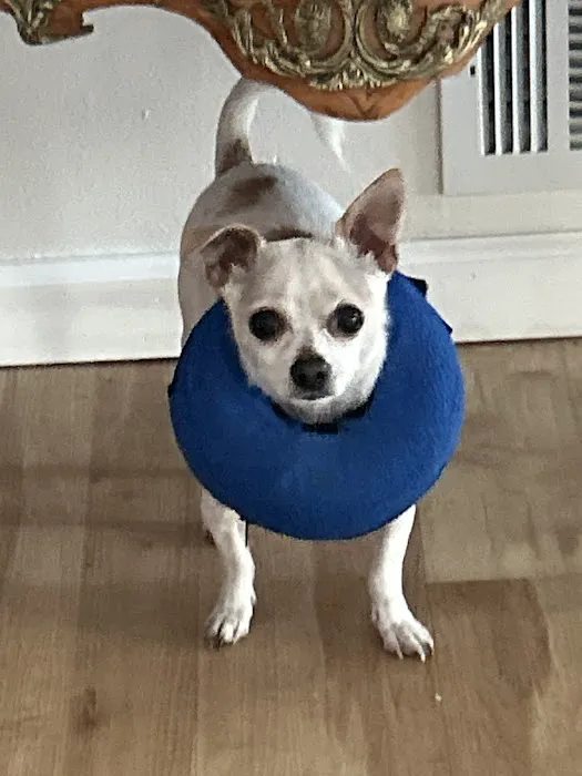 Novi Veterinary Clinic 3