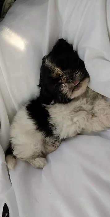 Pickle Puss Pet Boutique 1