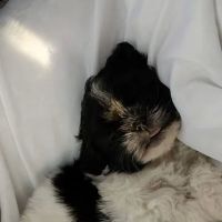 Pickle Puss Pet Boutique ico