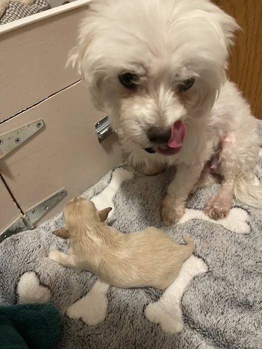 Animal Emergency Center - Novi 8