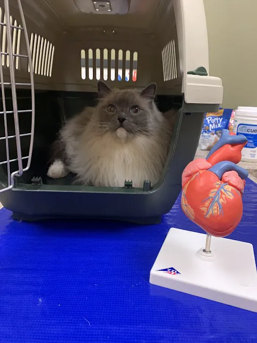 Veterinary Cardiology Consultants 5