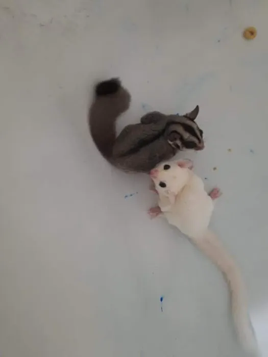 Sugar Glider Alley 1