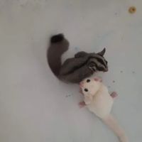 Sugar Glider Alley ico