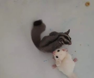 Sugar Glider Alley