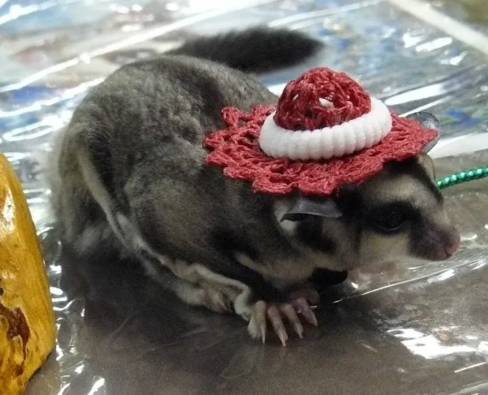 Sugar Glider Alley 9