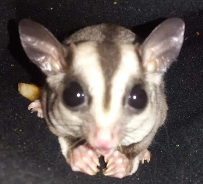 Sugar Glider Alley 10