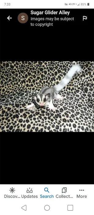 Sugar Glider Alley 2