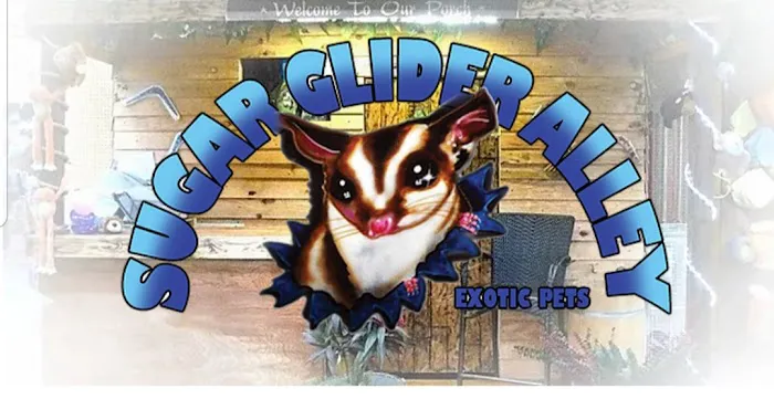 Sugar Glider Alley 4