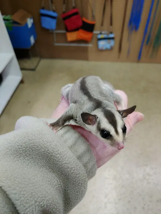 Sugar Glider Alley 3