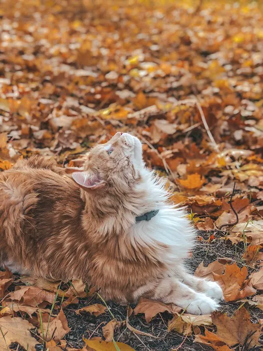 Animal Behavior Consultants of Michigan 6