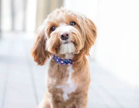 Animal Behavior Consultants of Michigan 7