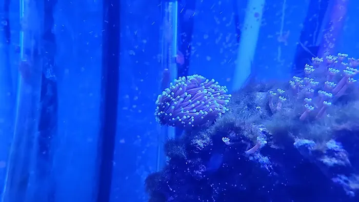 Colorful Corals 1